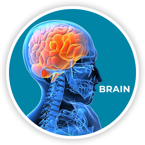 BRAIN